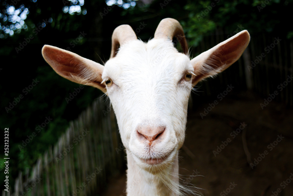 Obraz premium Goat is looking in the camera face