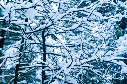 branches covered in snow, beautiful nature pattern and scenery close up. Blue and green hues. Forest after snowfall and snow storm.