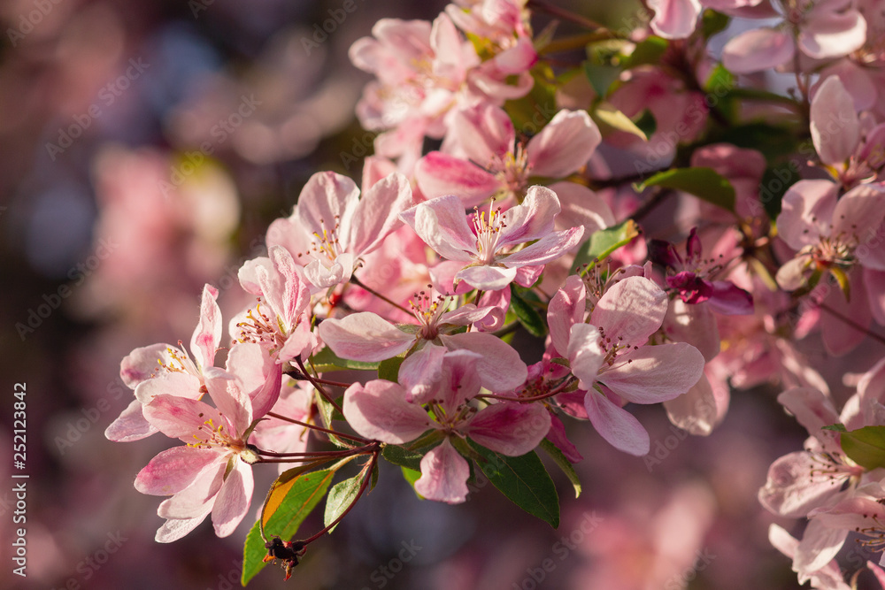 Pink flowers of a blossoming tree close up. Spring Pink flowers of a blossoming tree close up. Spring