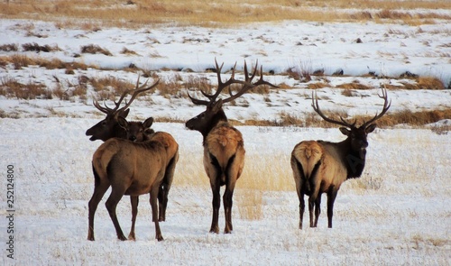 Bull Elk