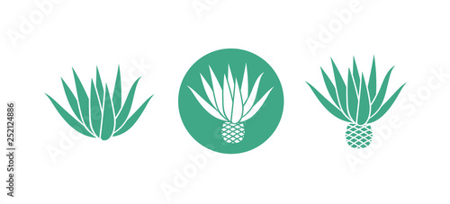 Blue agave.  Isolated agave on white background