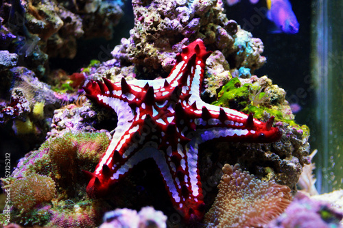 Red Knob Sea Star -  Protoreaster linckii  