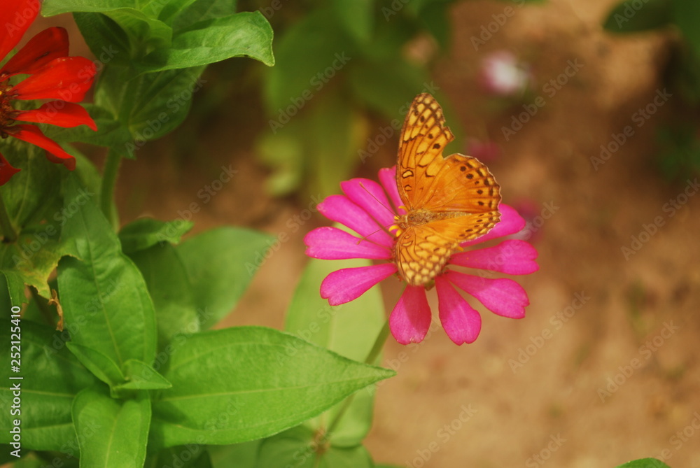 Obraz premium FLOR ROSA COM BORBOLETA