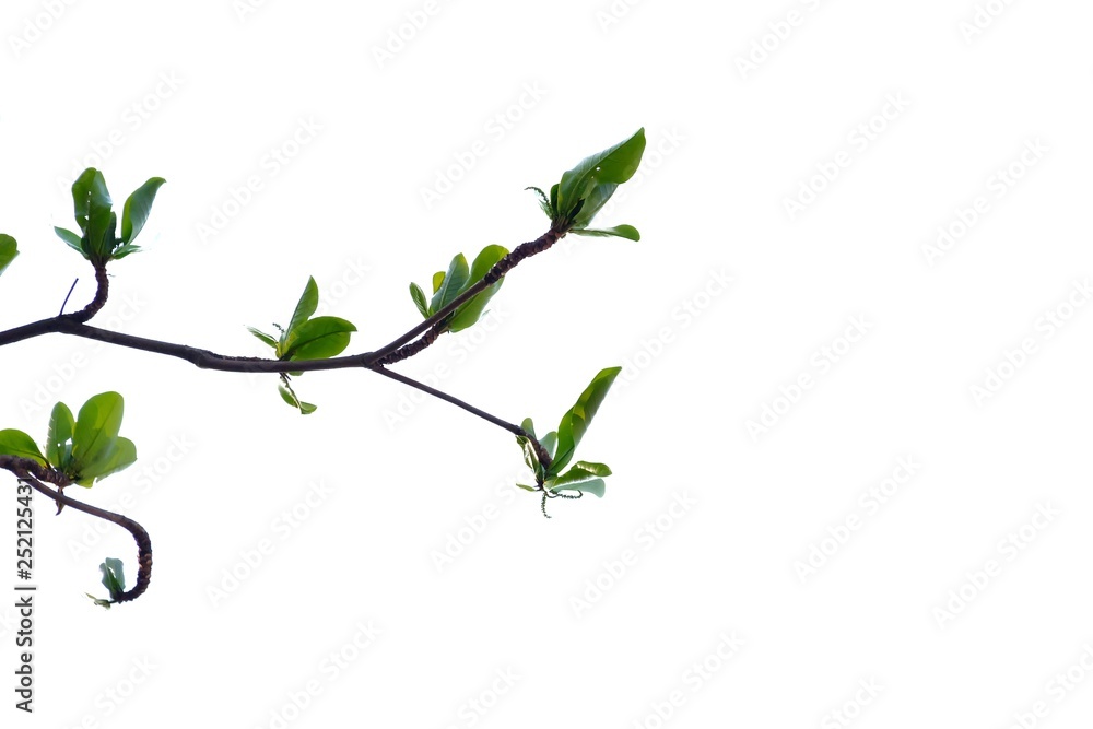 Young Indian almond tree leaves with branches on white isolated background for green foliage backdrop Young Indian almond tree leaves with branches on white isolated background for green foliage backdrop