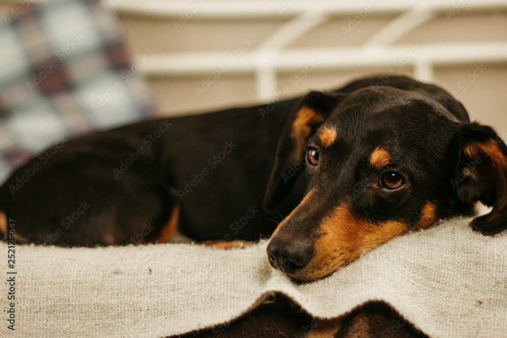 The dog is lying on the sofa. dachshund