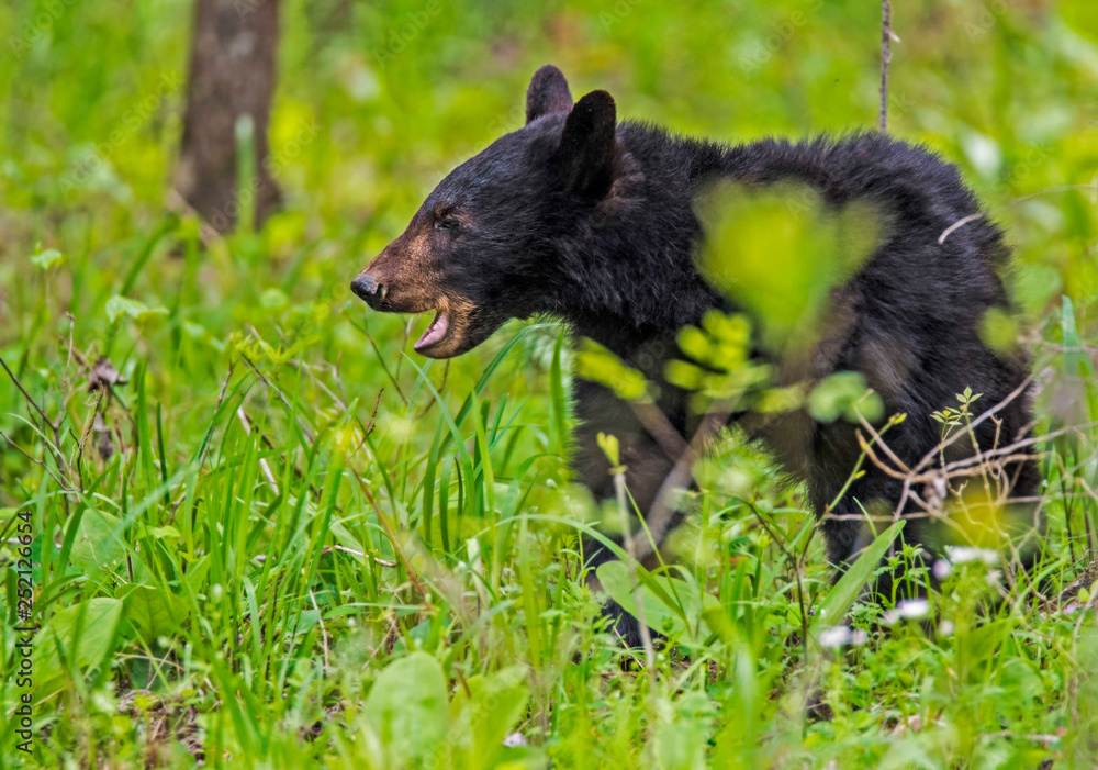 Single Black Bear feeds on green grass in the Smoky Mountains. Single Black Bear feeds on green grass in the Smoky Mountains.