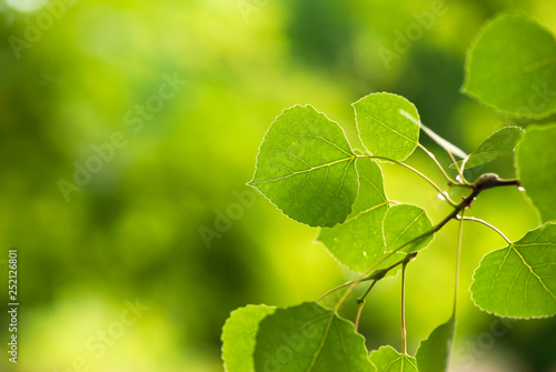 Vibrant, green aspen leaves grow on a branch in a Rocky Mountain forest. photo