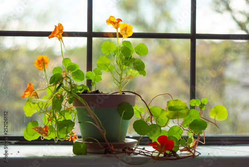 A nasturtium plant grows in a pot sitting on a windowsill. photo