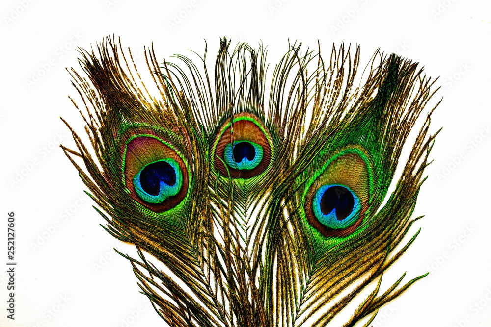 Fototapeta premium Close up view of gorgeous colorful peacock feather isolated. Beautiful backgrounds.