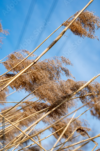 Dry yellow grass against blue sky