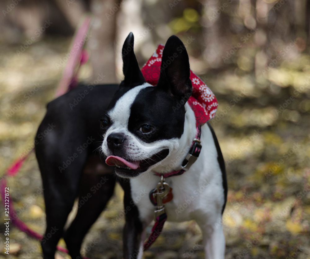 Black and White Boston Terrier 