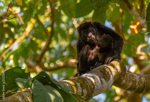 Howler Monkey Mother and Baby in Costa Rica