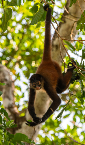 Canvas Print Geoffroy's Spider Monkey in Costa Rica