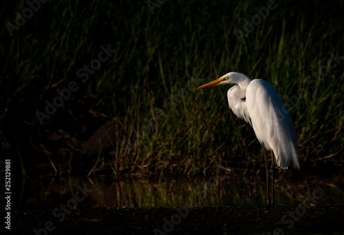 A Great Egret Catching the Last Sunlight in a Lagoon in Costa Rica