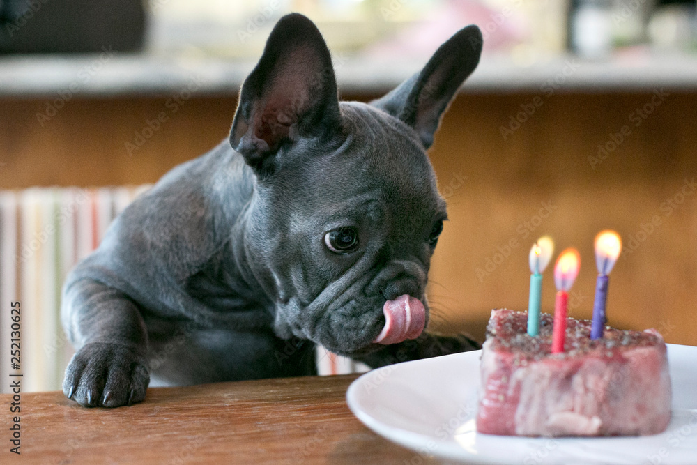Bulldog birthday cake cheap