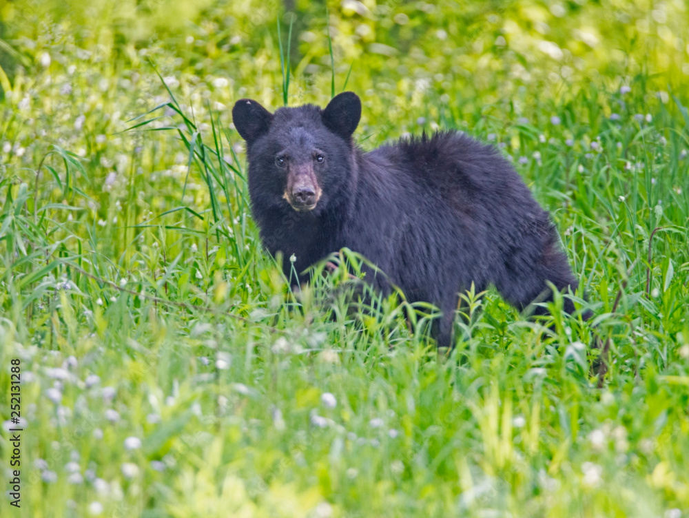 Single Black Bear feeds on green grass in the Smoky Mountains. Single Black Bear feeds on green grass in the Smoky Mountains.