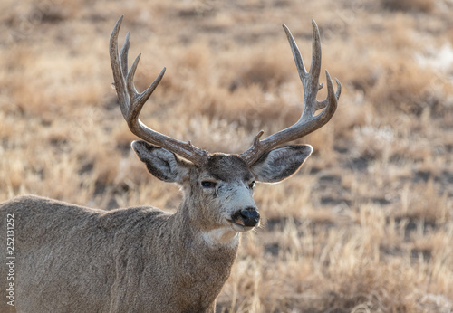 A Large Mule Deer Buck on a Cold Winter Morning © Kerry Hargrove