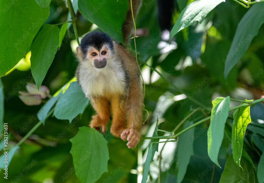 Fototapeta premium An Adorable Squirrel Monkey in Costa Rica