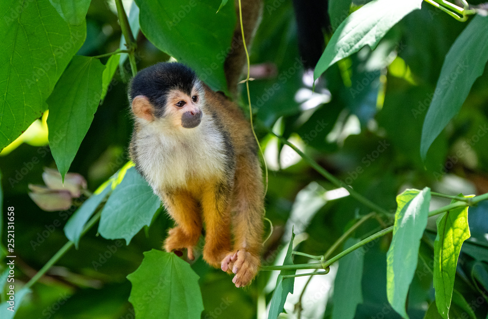 An Adorable Squirrel Monkey in Costa Rica An Adorable Squirrel Monkey in Costa Rica