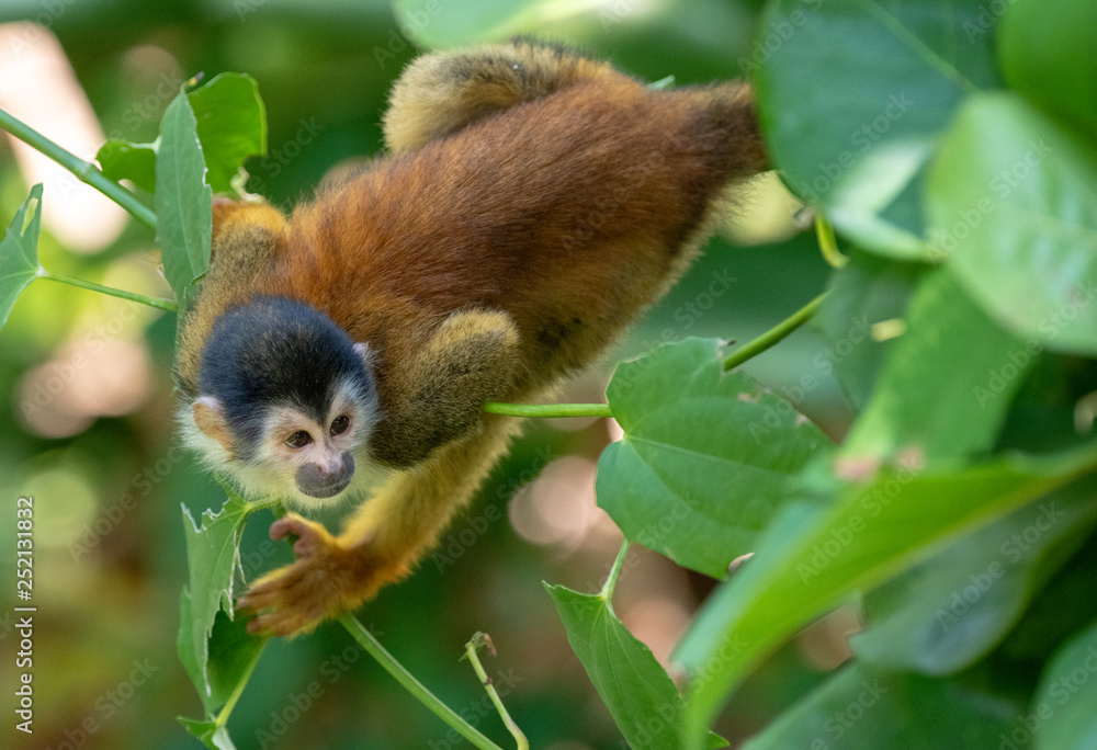 Fototapeta premium An Adorable Squirrel Monkey in Costa Rica