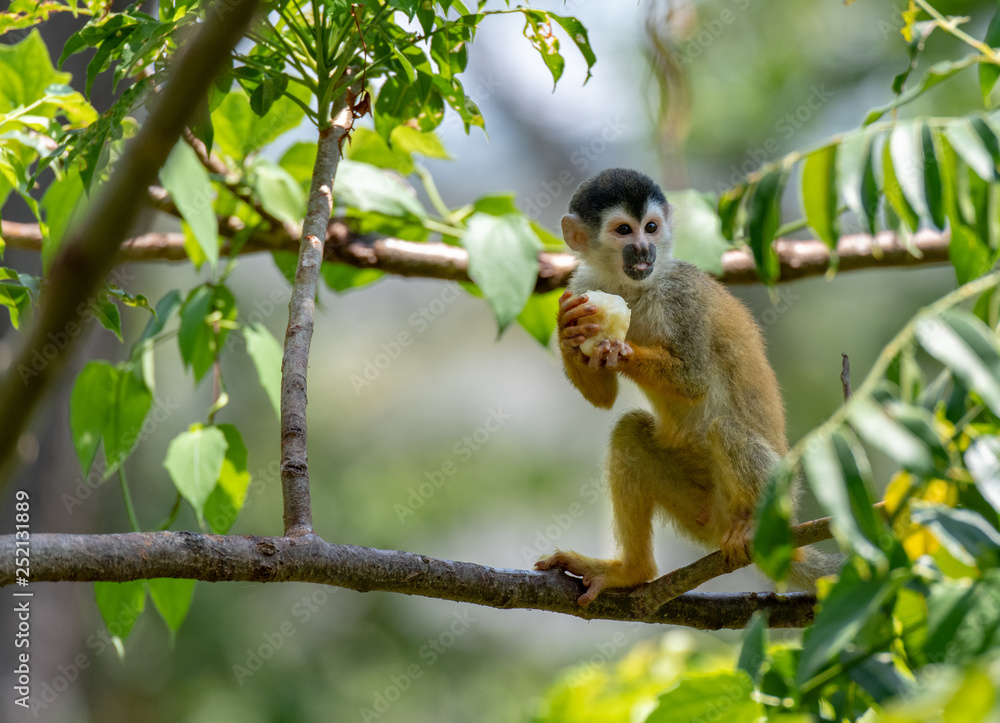 Fototapeta premium An Adorable Squirrel Monkey in Costa Rica
