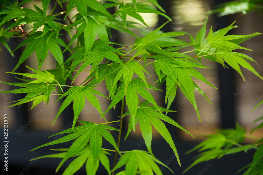 Obraz premium 新緑のモミジと格子