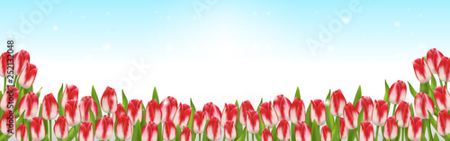 Springtime background with tulips and blue sky