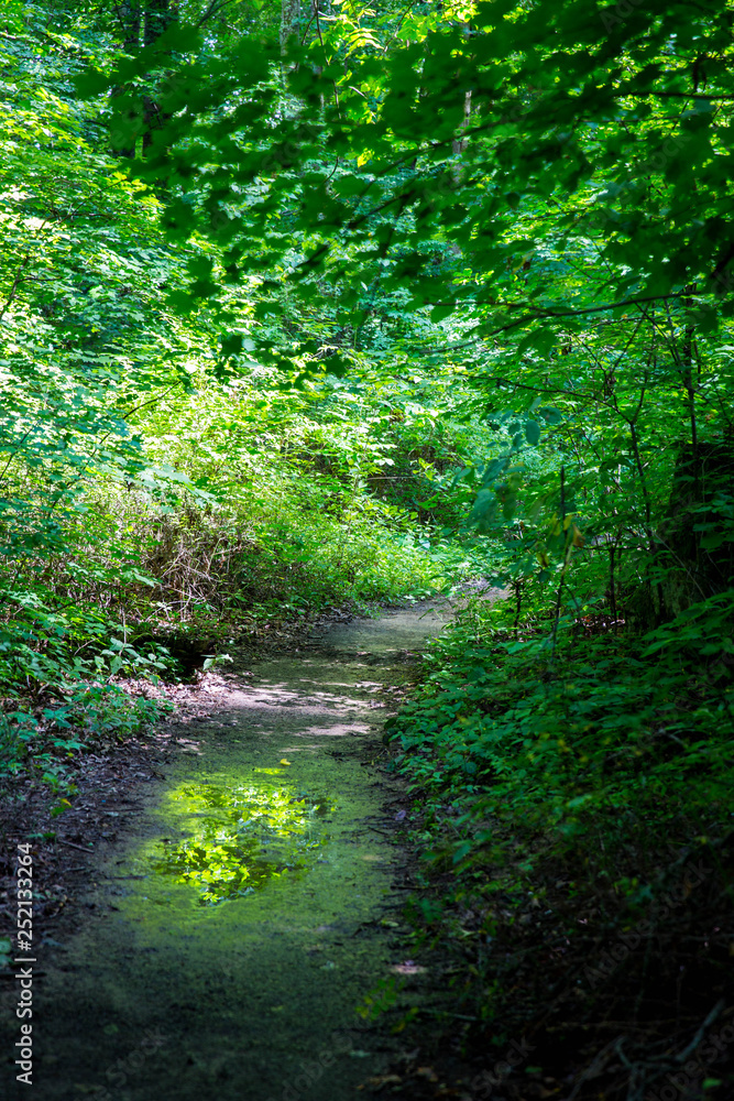 Fototapeta premium Path through the Forest