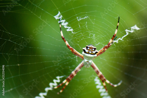 Spiny orb spider © Jennifer de Montfort