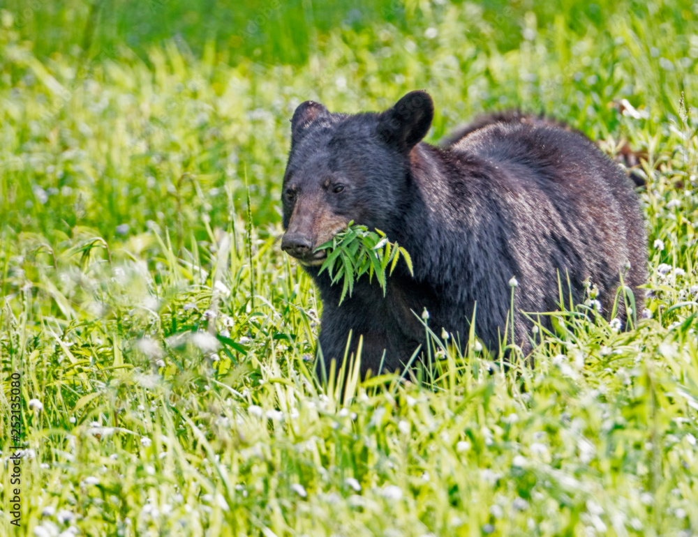 A Black Bear yearling feeds on green grass in the spring. A Black Bear yearling feeds on green grass in the spring.