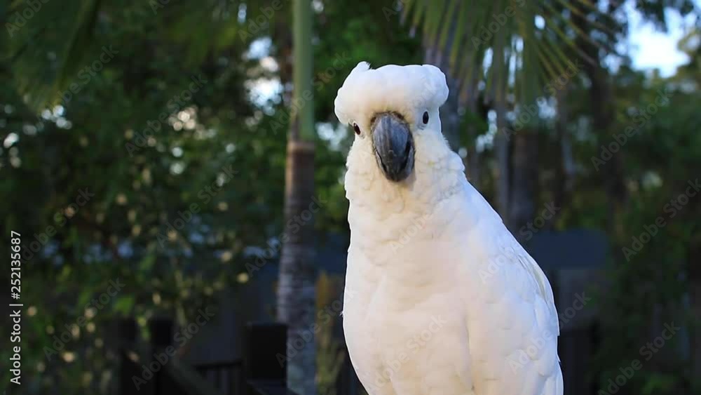 male cockatoo white parrot perching with sunlight sunrise morning time Gold Coast Australia