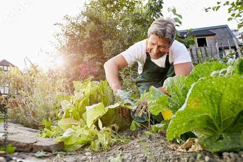 Mature man standing in his garden wearing apron photo