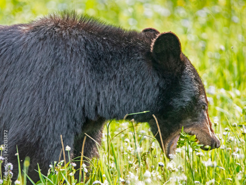 Single Black Bear feeds on green grass in the Smoky Mountains.