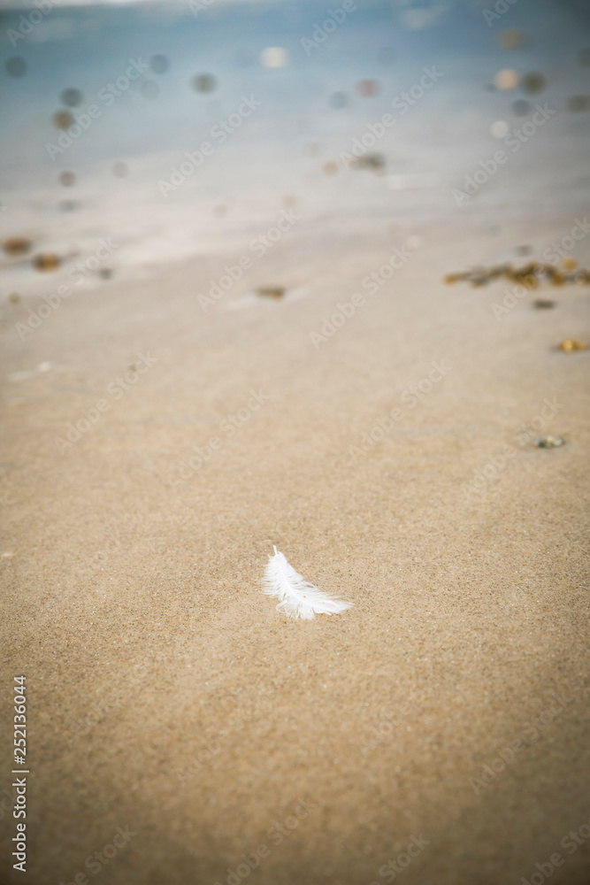 White feather lying on sandy beach White feather lying on sandy beach