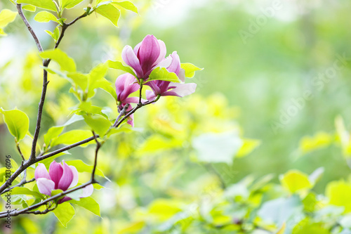 Pink violet tender Magnolia flowers.  Beautiful blossomed  branch at spring. Magnolia flower blooming tree. Nature  spring background