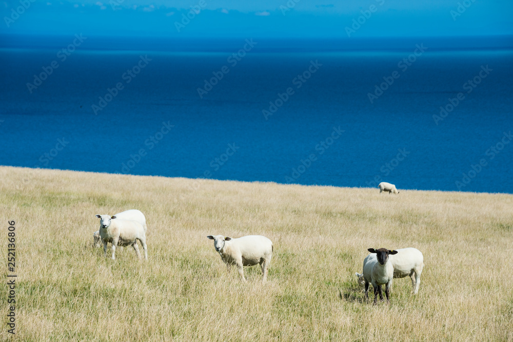 United Kingdom, England, Devon, Island of Lundy, sheep on meadow United Kingdom, England, Devon, Island of Lundy, sheep on meadow