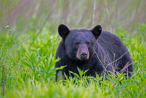 Single Black Bear feeds on green grass in the Smoky Mountains.