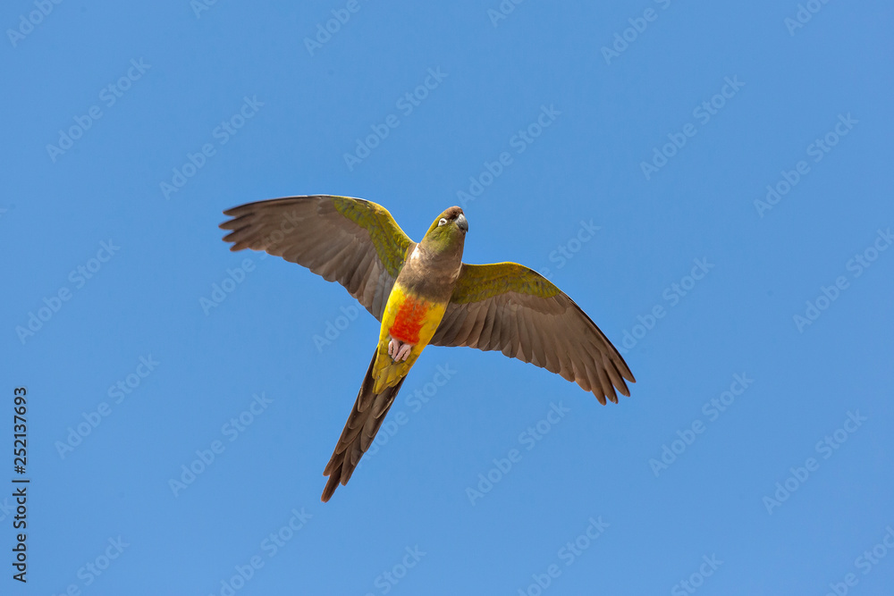 Cyanoliseus patagonus - burrowing parrot