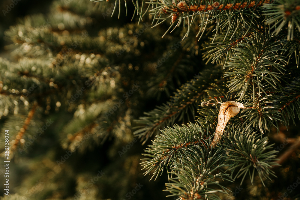 Natural background. Green spruce branches Natural background. Green spruce branches