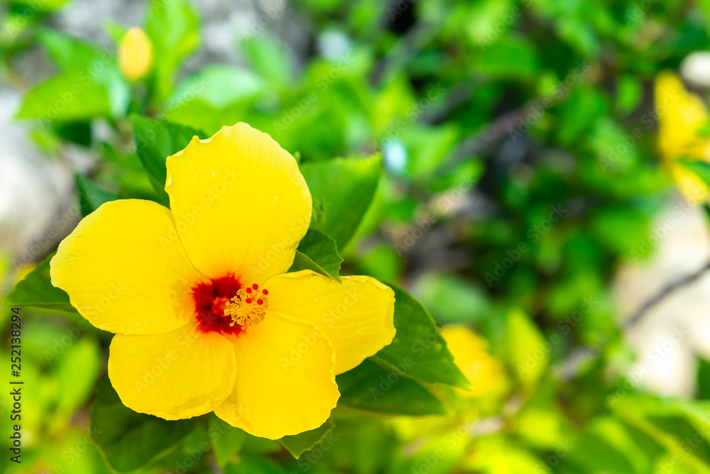 Beautiful yellow petals flower with red center Beautiful yellow petals flower with red center
