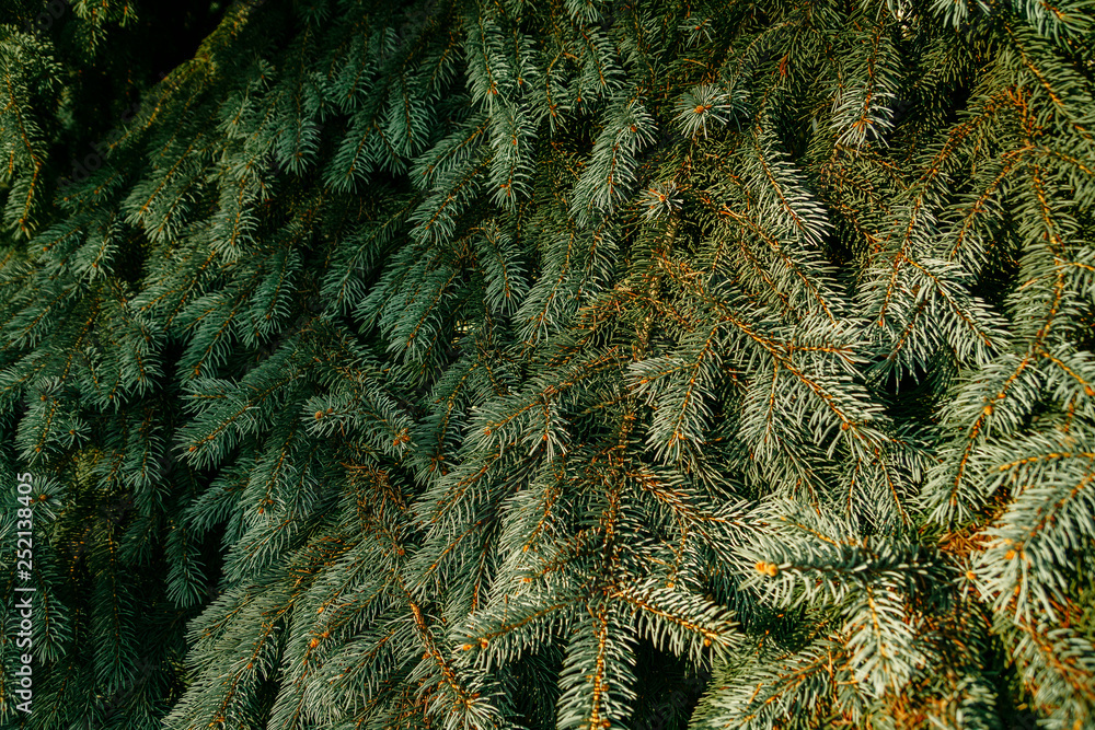 Natural background. Green spruce branches