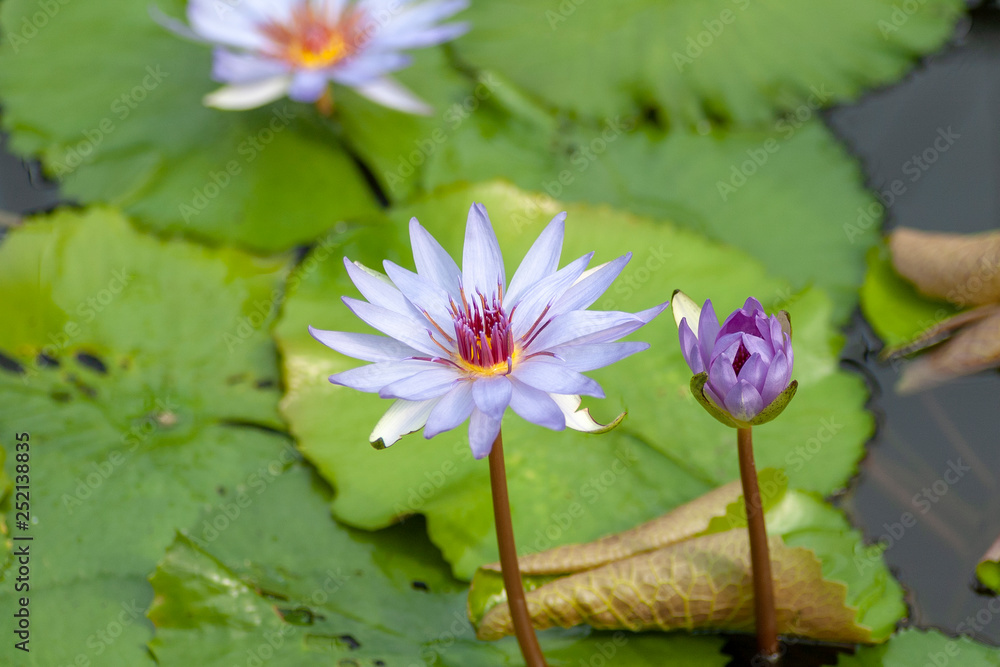 Water lily in Japan