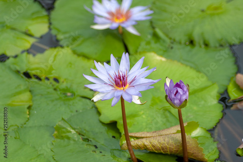 Water lily in Japan