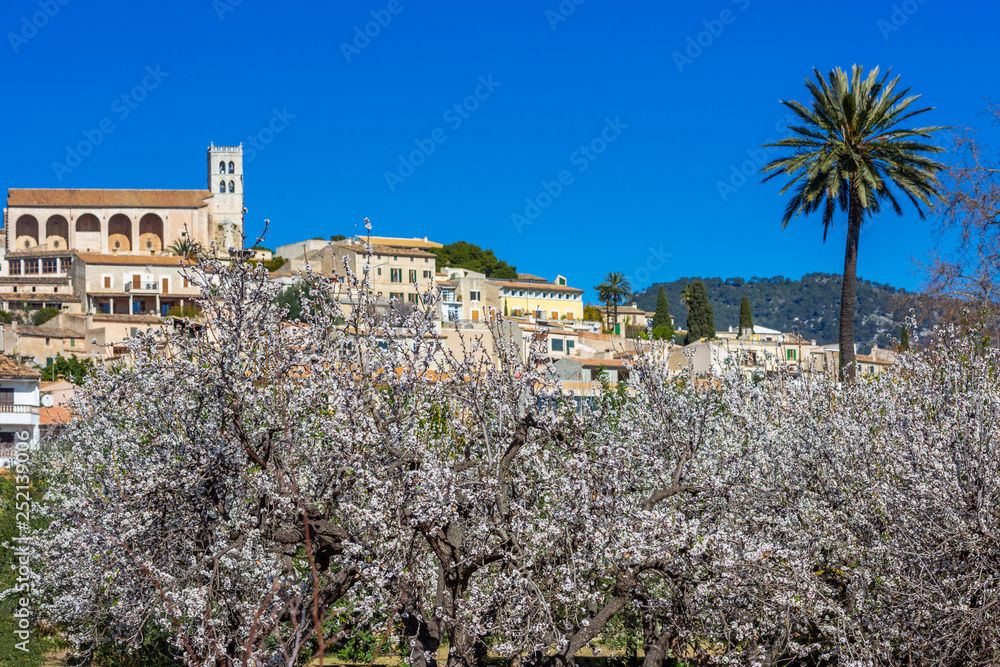 Almond blossom season in village Selva, Mallorca