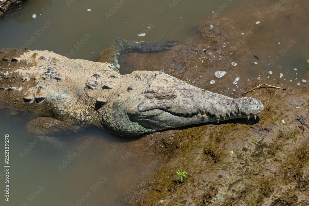 Costa Rica, geant crocodile in the rio Tarcoles, wildlife Costa Rica, geant crocodile in the rio Tarcoles, wildlife