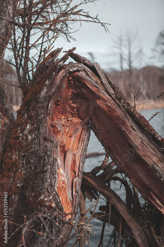 abgebrochener baum