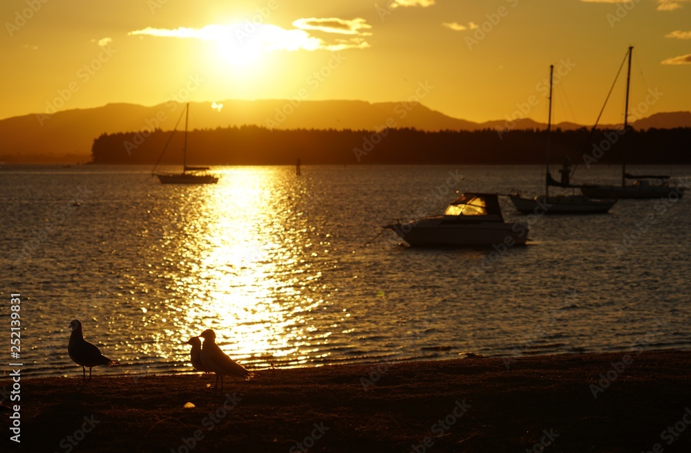 Naklejka premium カモメ達が舞うタウランガの夕焼け