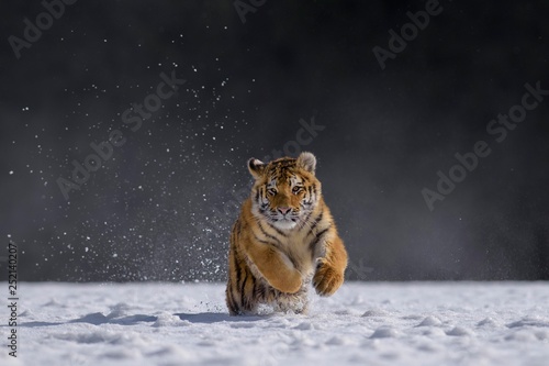 Siberian tiger (Panthera tigris altaica), captive, running in the snow, jumping, Moravia, Czech Republic, Europe photo