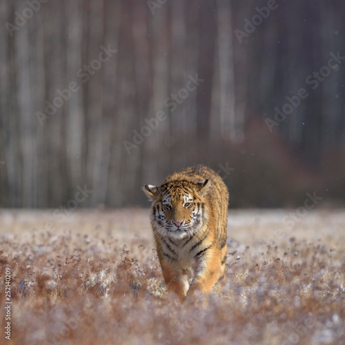 Siberian tiger (Panthera tigris altaica), captive, walking in a meadow, Moravia, Czech Republic, Europe