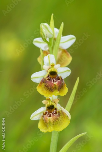 Late spider orchid (Ophrys holoserica), yellow morph, Lechauen, Bavaria, Germany, Europe photo